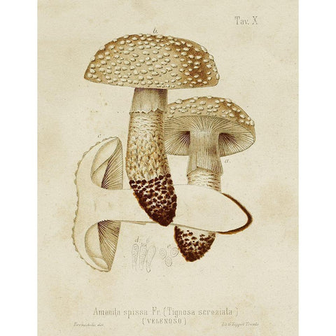 Mushroom Varieties VIII White Modern Wood Framed Art Print by Unknown