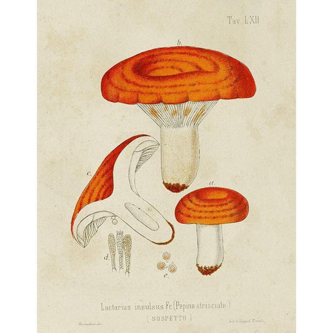 Mushroom Varieties IX Gold Ornate Wood Framed Art Print with Double Matting by Unknown