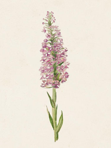 Mauve Garden Flowers I White Modern Wood Framed Art Print with Double Matting by Unknown