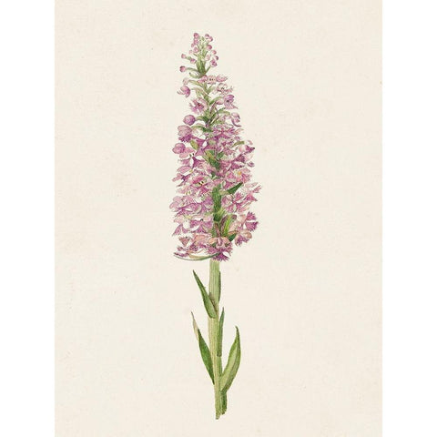 Mauve Garden Flowers I Black Modern Wood Framed Art Print by Unknown