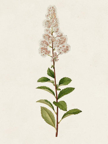 Mauve Garden Flowers II Black Ornate Wood Framed Art Print with Double Matting by Unknown