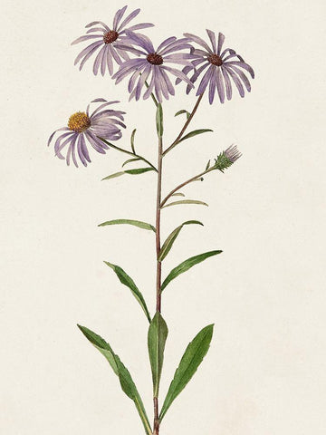 Mauve Garden Flowers III White Modern Wood Framed Art Print with Double Matting by Unknown