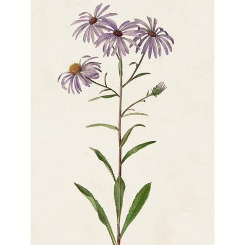 Mauve Garden Flowers III Gold Ornate Wood Framed Art Print with Double Matting by Unknown