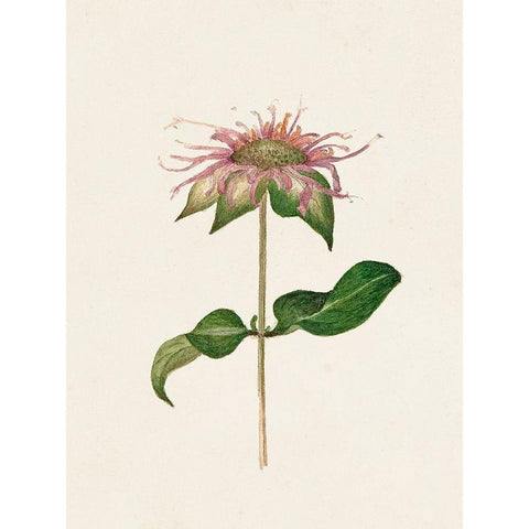 Mauve Garden Flowers V Black Modern Wood Framed Art Print with Double Matting by Unknown