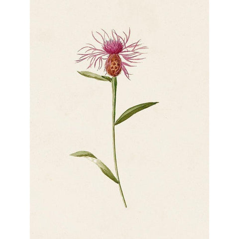 Mauve Garden Flowers VI Gold Ornate Wood Framed Art Print with Double Matting by Unknown
