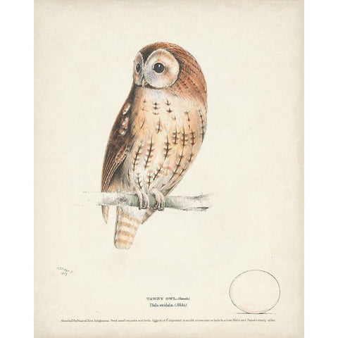 Tawny Owl Gold Ornate Wood Framed Art Print with Double Matting by Meyer, H.L.