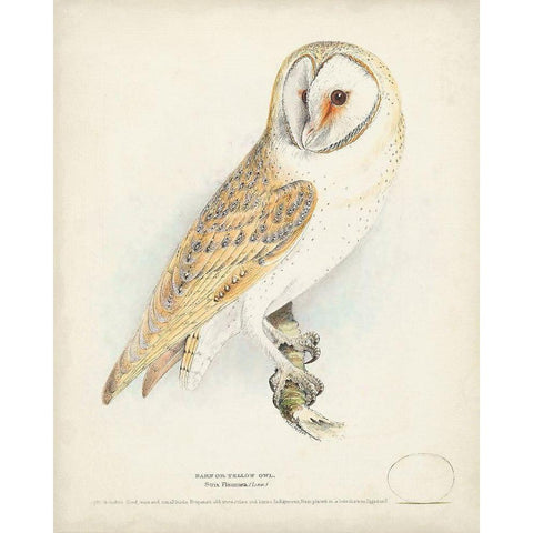 Barn Owl White Modern Wood Framed Art Print by Meyer, H.L.