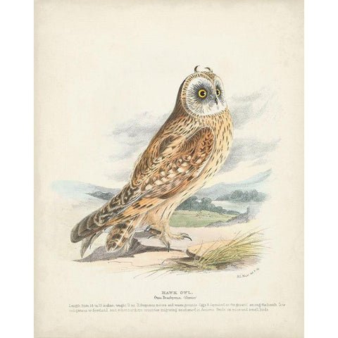 Hawk Owl White Modern Wood Framed Art Print by Meyer, H.L.