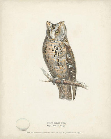 Scops- Eared Owl White Modern Wood Framed Art Print with Double Matting by Meyer, H.L.