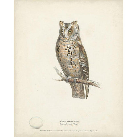 Scops- Eared Owl Black Modern Wood Framed Art Print by Meyer, H.L.