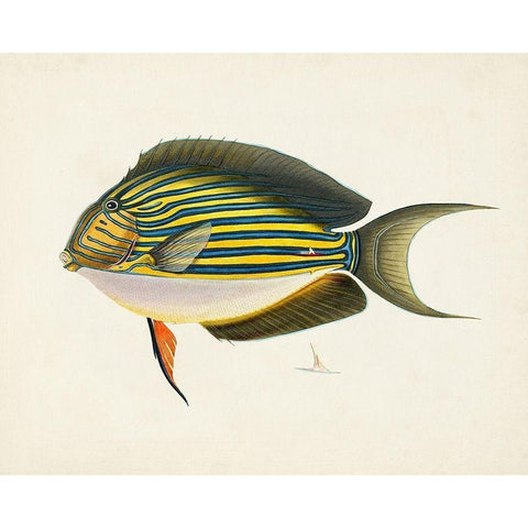 Tropical Fish Collection I Black Modern Wood Framed Art Print by Unknown