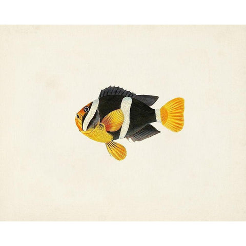 Tropical Fish Collection II Black Modern Wood Framed Art Print with Double Matting by Unknown