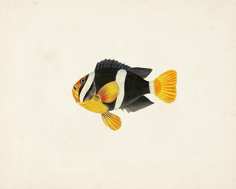 Tropical Fish Collection II Black Ornate Wood Framed Art Print with Double Matting by Unknown