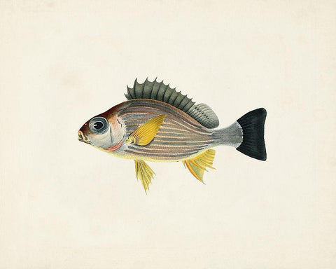 Tropical Fish Collection III White Modern Wood Framed Art Print with Double Matting by Unknown