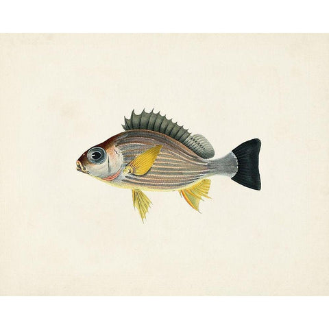 Tropical Fish Collection III White Modern Wood Framed Art Print by Unknown