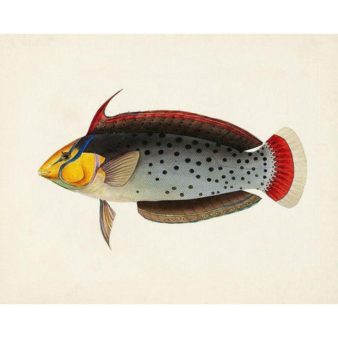 Tropical Fish Collection IV Black Modern Wood Framed Art Print by Unknown