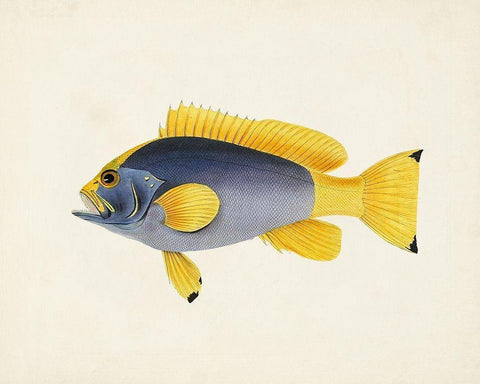 Tropical Fish Collection V White Modern Wood Framed Art Print with Double Matting by Unknown