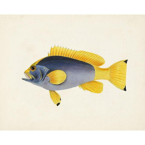 Tropical Fish Collection V Black Modern Wood Framed Art Print with Double Matting by Unknown