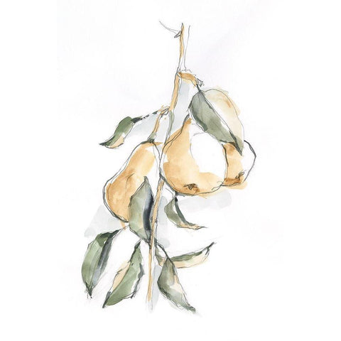 Watercolor Fruit Contour I Black Modern Wood Framed Art Print by Harper, Ethan