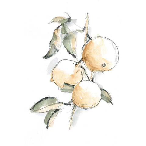 Watercolor Fruit Contour II Black Modern Wood Framed Art Print by Harper, Ethan