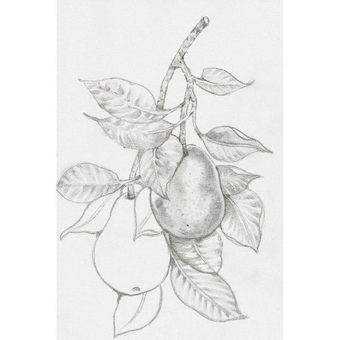 Fruit-Bearing Branch III Black Modern Wood Framed Art Print by OToole, Tim