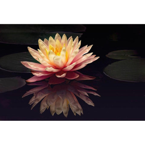Photography Study Water Lily White Modern Wood Framed Art Print by PHBurchett