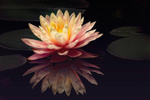 Photography Study Water Lily White Modern Wood Framed Art Print with Double Matting by PHBurchett