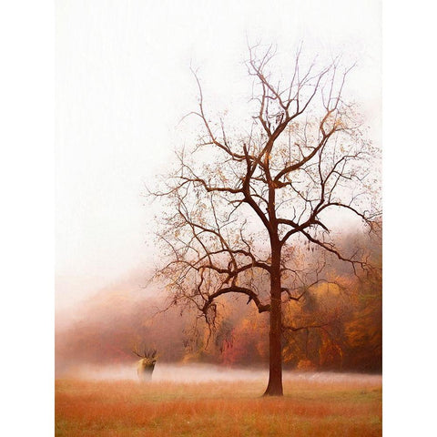 Photography Study Elk in the Mist White Modern Wood Framed Art Print by PHBurchett
