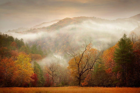 Photography Study Autumn Mist White Modern Wood Framed Art Print with Double Matting by PHBurchett