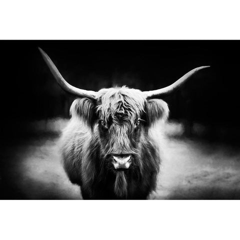 Photography Study Highland Cattle White Modern Wood Framed Art Print by PHBurchett