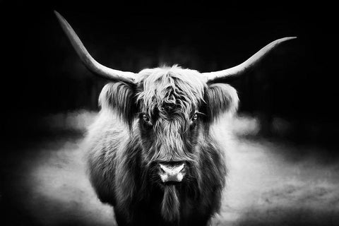 Photography Study Highland Cattle Black Ornate Wood Framed Art Print with Double Matting by PHBurchett