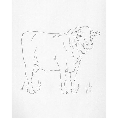 Limousin Cattle I White Modern Wood Framed Art Print by Green, Jacob