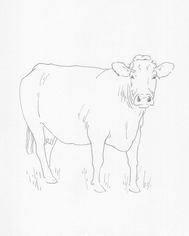 Limousin Cattle III White Modern Wood Framed Art Print with Double Matting by Green, Jacob