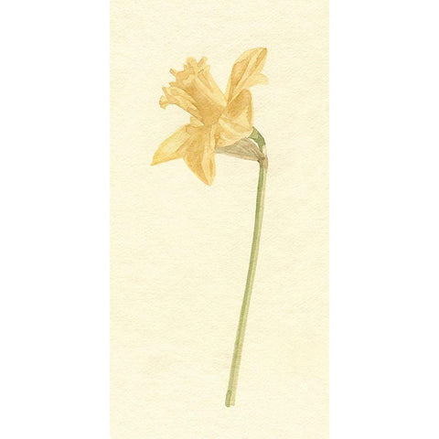 Vintage Daffodil I Gold Ornate Wood Framed Art Print with Double Matting by Caroline, Emma