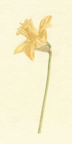 Vintage Daffodil I White Modern Wood Framed Art Print with Double Matting by Caroline, Emma