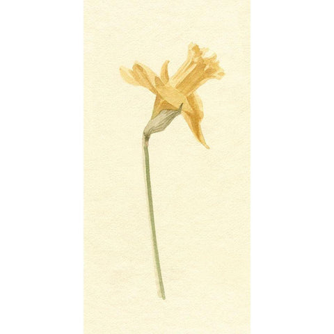 Vintage Daffodil II Gold Ornate Wood Framed Art Print with Double Matting by Caroline, Emma