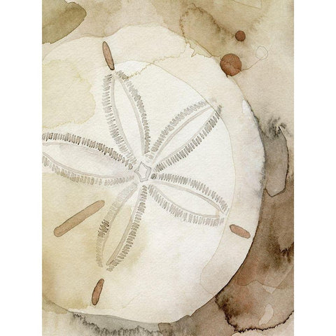 Dry Sand Dollar I White Modern Wood Framed Art Print by Popp, Grace