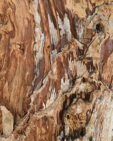 Tree Texture Triptych I White Modern Wood Framed Art Print with Double Matting by Stelfox, Norm