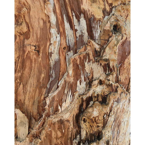 Tree Texture Triptych I White Modern Wood Framed Art Print by Stelfox, Norm