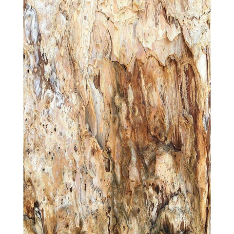 Tree Texture Triptych III Black Modern Wood Framed Art Print with Double Matting by Stelfox, Norm