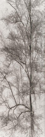 Tree Triptych I Black Ornate Wood Framed Art Print with Double Matting by Stelfox, Norm