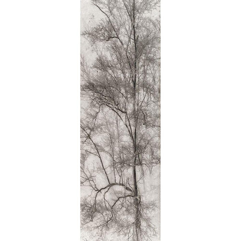 Tree Triptych I Black Modern Wood Framed Art Print by Stelfox, Norm