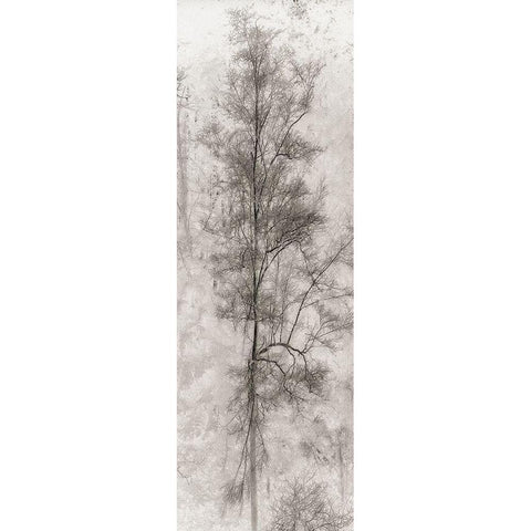 Tree Triptych II Black Modern Wood Framed Art Print with Double Matting by Stelfox, Norm