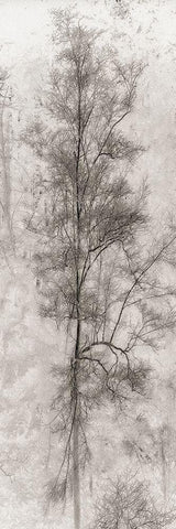 Tree Triptych II Black Ornate Wood Framed Art Print with Double Matting by Stelfox, Norm