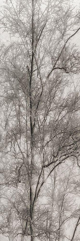 Tree Triptych III White Modern Wood Framed Art Print with Double Matting by Stelfox, Norm