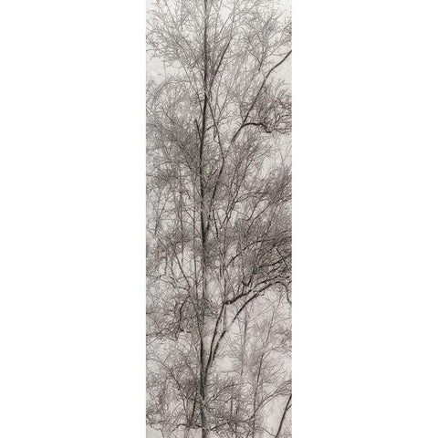 Tree Triptych III Black Modern Wood Framed Art Print by Stelfox, Norm