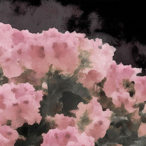 Blush Rush II Black Modern Wood Framed Art Print by Saunders, Alonzo