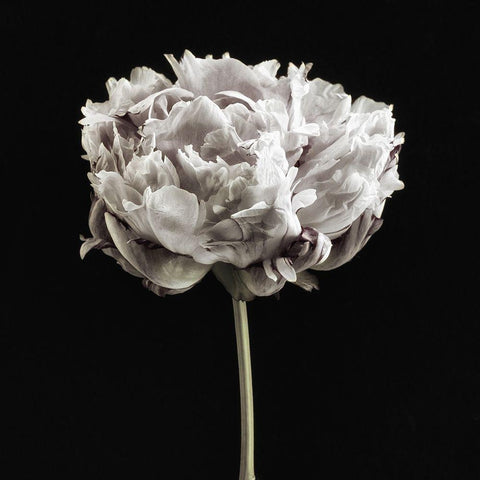 Blush Peony Portrait I Black Ornate Wood Framed Art Print with Double Matting by Poinski, Dianne