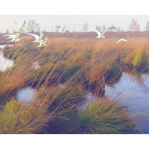 Marshland Hues II White Modern Wood Framed Art Print by Hunziker, Steve