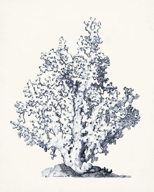 Image Only